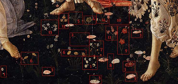 Detailed look at the various flower species shown in Sandro Botticelli's, 'La Primavera'