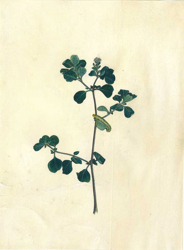 Rashmimala. “Weed”. 2021. Natural pigments with casein on vellum. Image Courtesy: The Guild, Alibaug.
